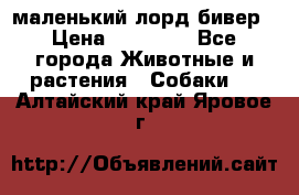 маленький лорд бивер › Цена ­ 10 000 - Все города Животные и растения » Собаки   . Алтайский край,Яровое г.